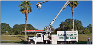 M&M Tampa Tree Services