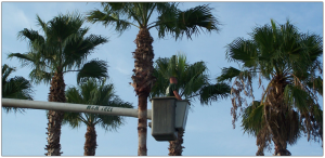 Tampa Tree Trimming