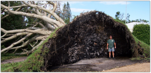 Stump Removal Tampa, FL