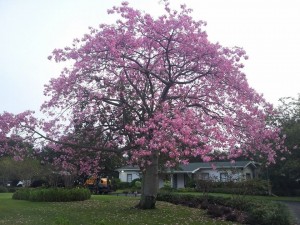 pinktree