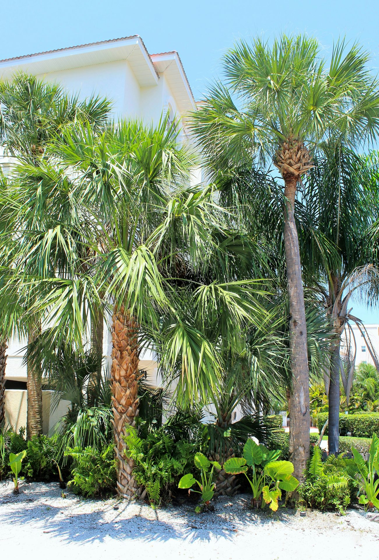 Palm trees in a sunny Florida yard with clear blue skies